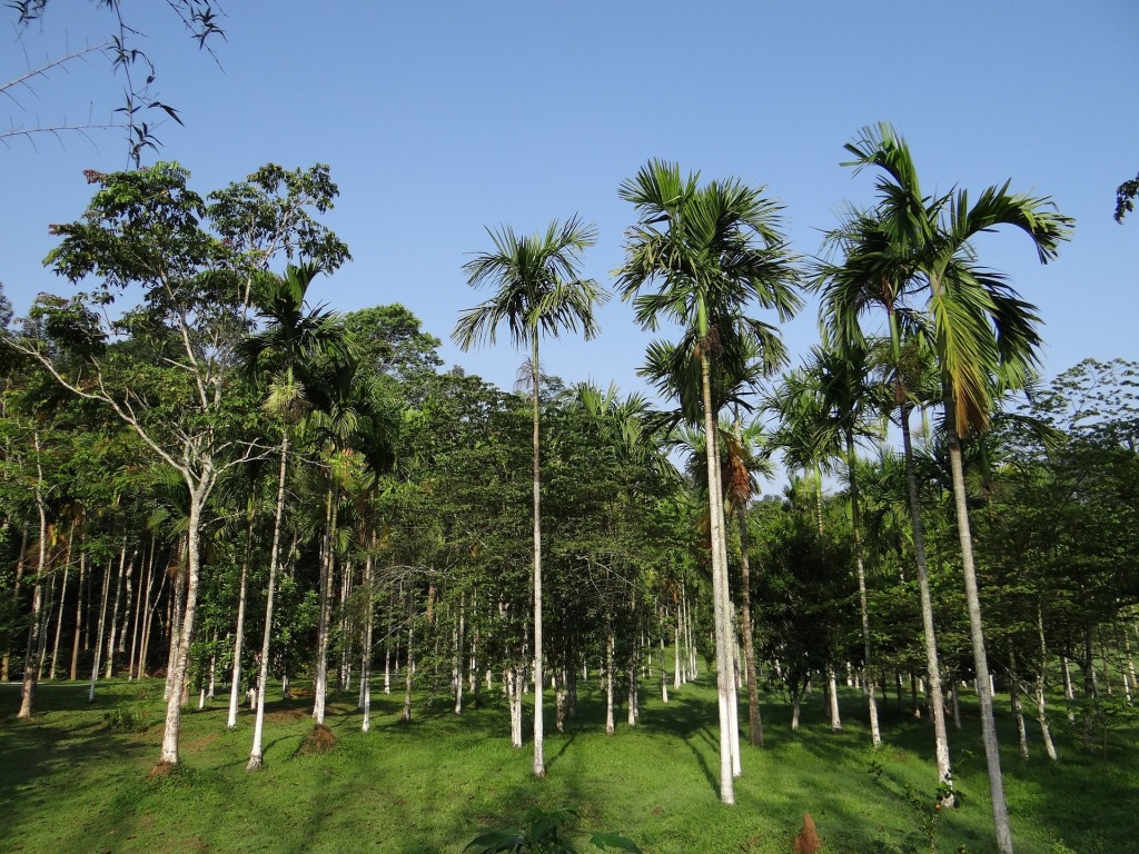 areca palm leaf trees