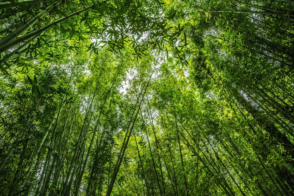 looking up through bamboo forest