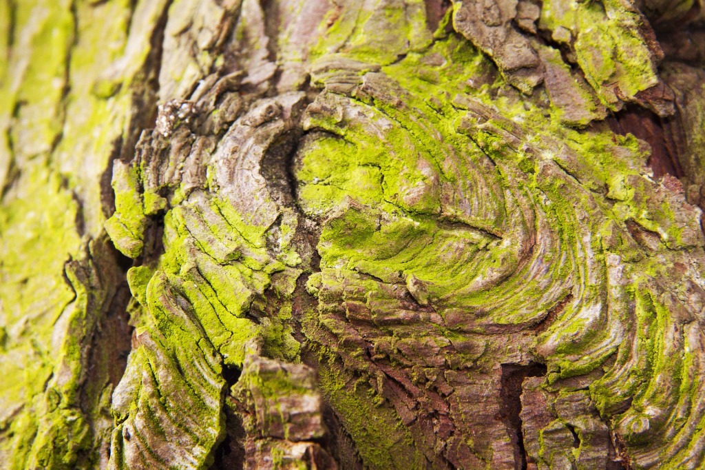 closeup of cork tree bark