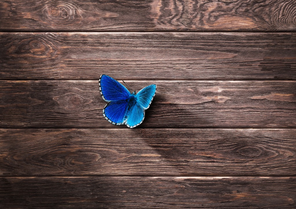Butterfly landing on wooden surface.
