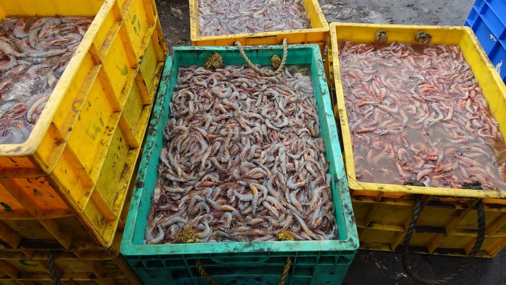 shrimp in multi-colored crates