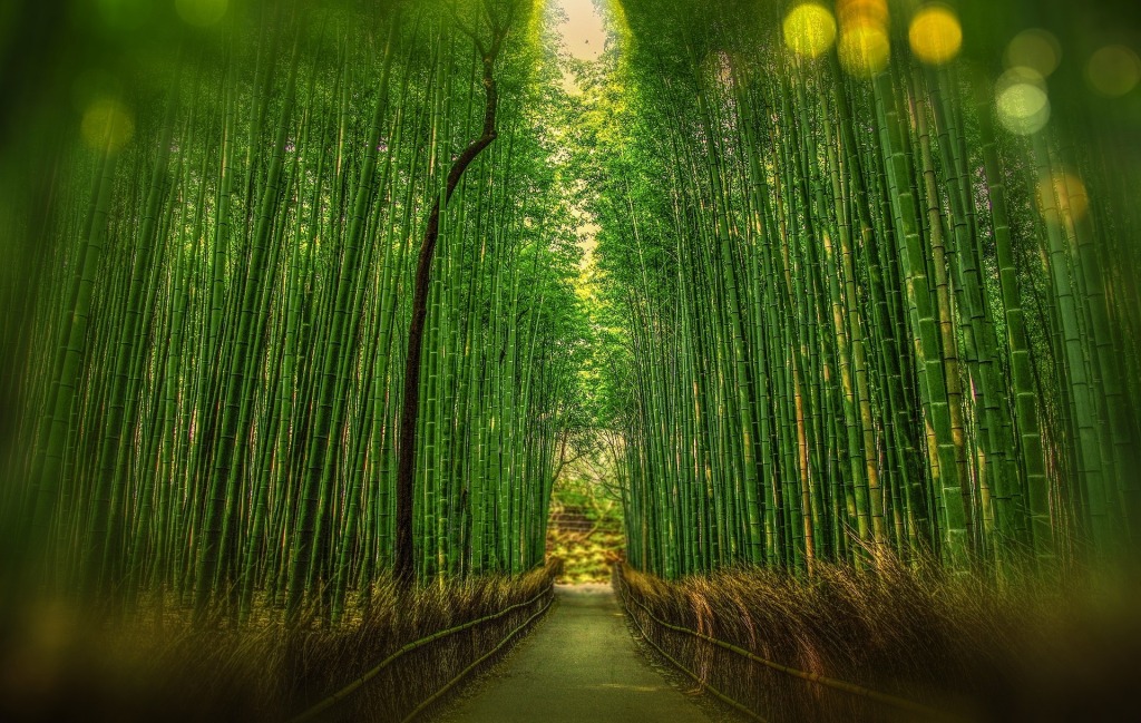 path through bamboo forest